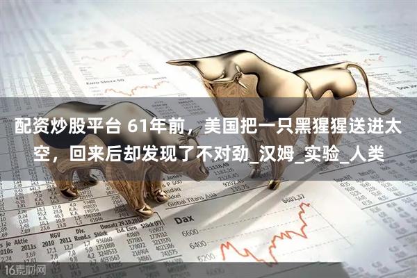 配资炒股平台 61年前，美国把一只黑猩猩送进太空，回来后却发现了不对劲_汉姆_实验_人类